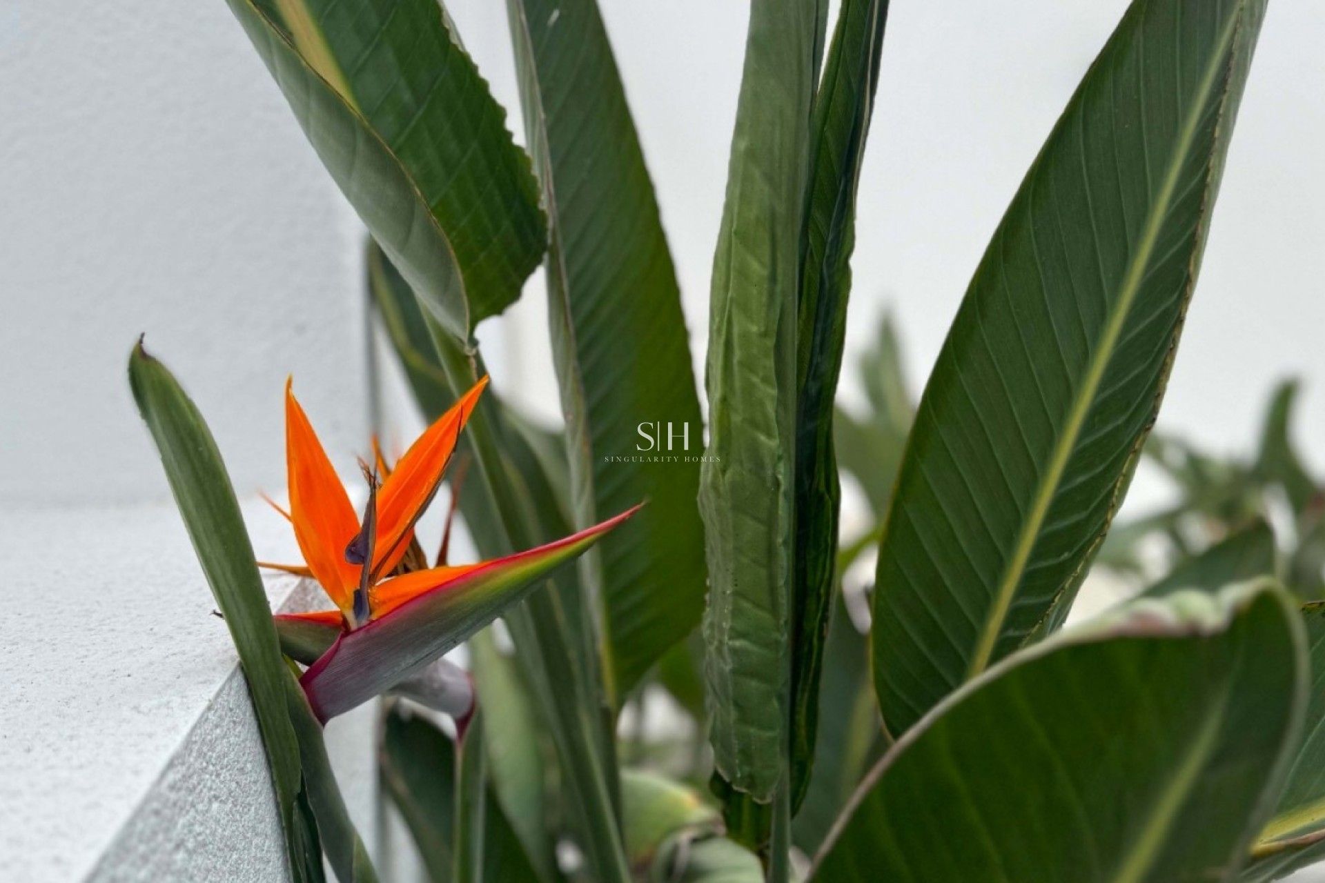 Återförsäljning - Detached Villa - Torrevieja - Los Balcones - Los Altos del Edén