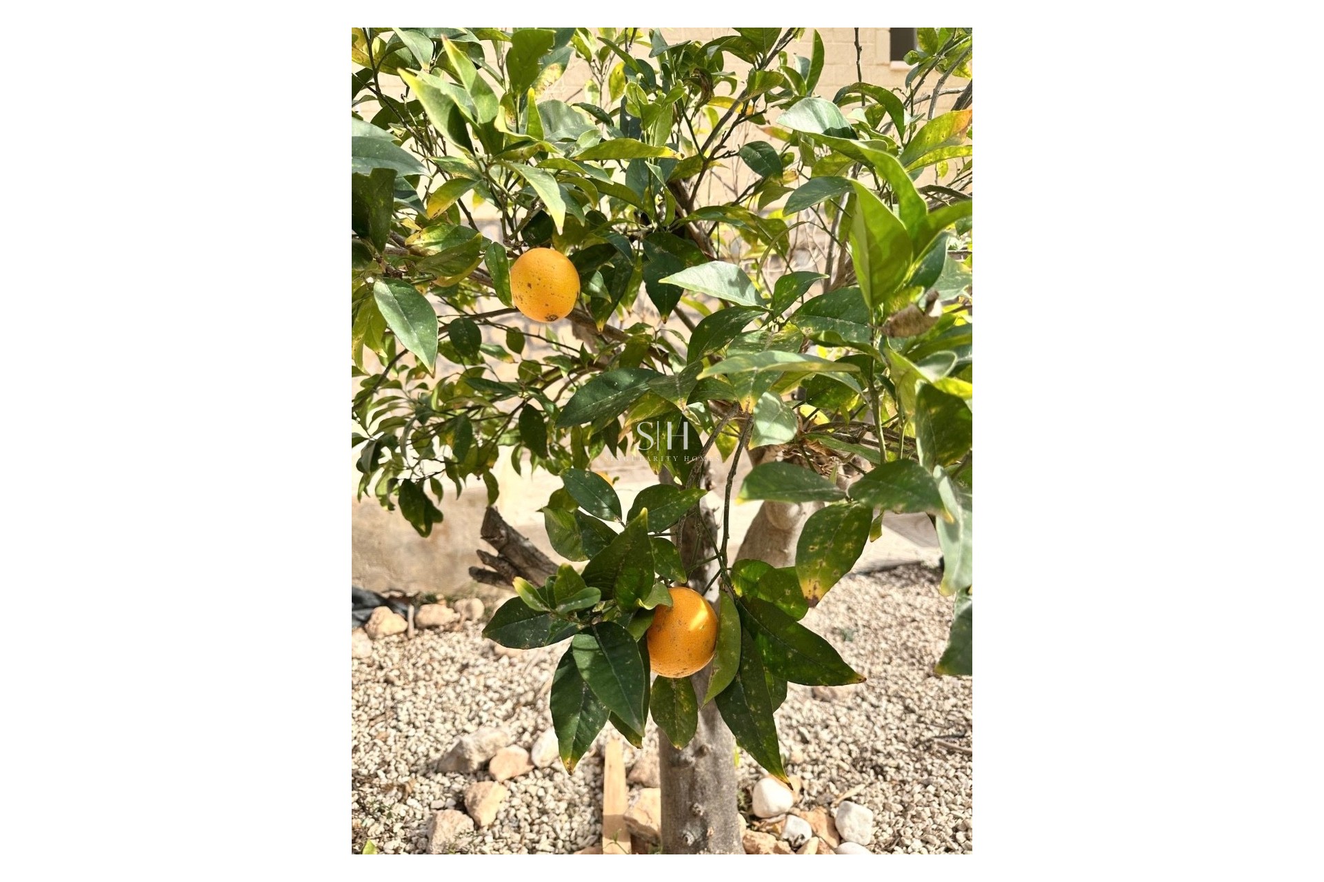 Återförsäljning - Villa - Campoamor - Costa Blanca