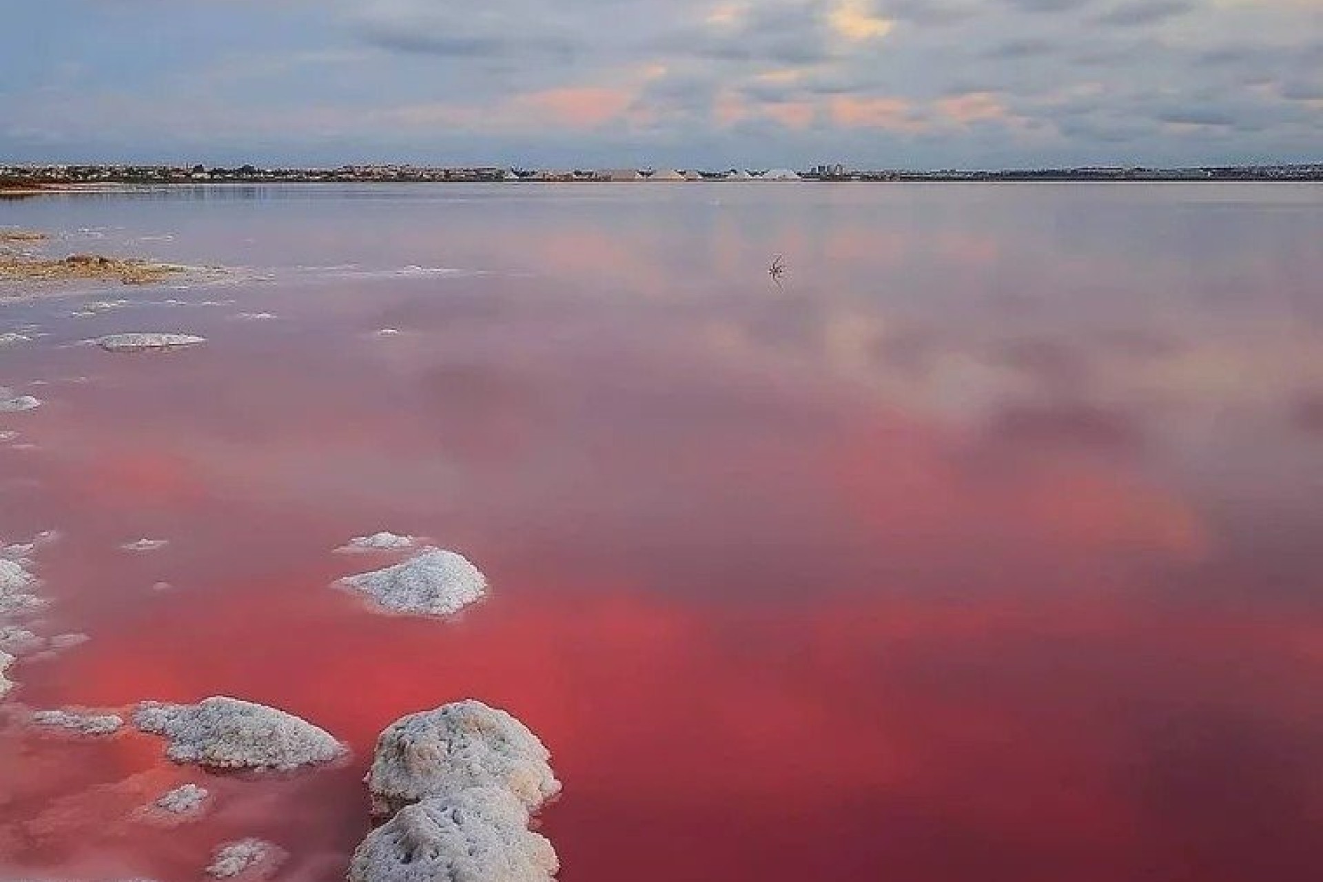 Nowy budynek - Bungalow - Torrevieja - Lago Jardin