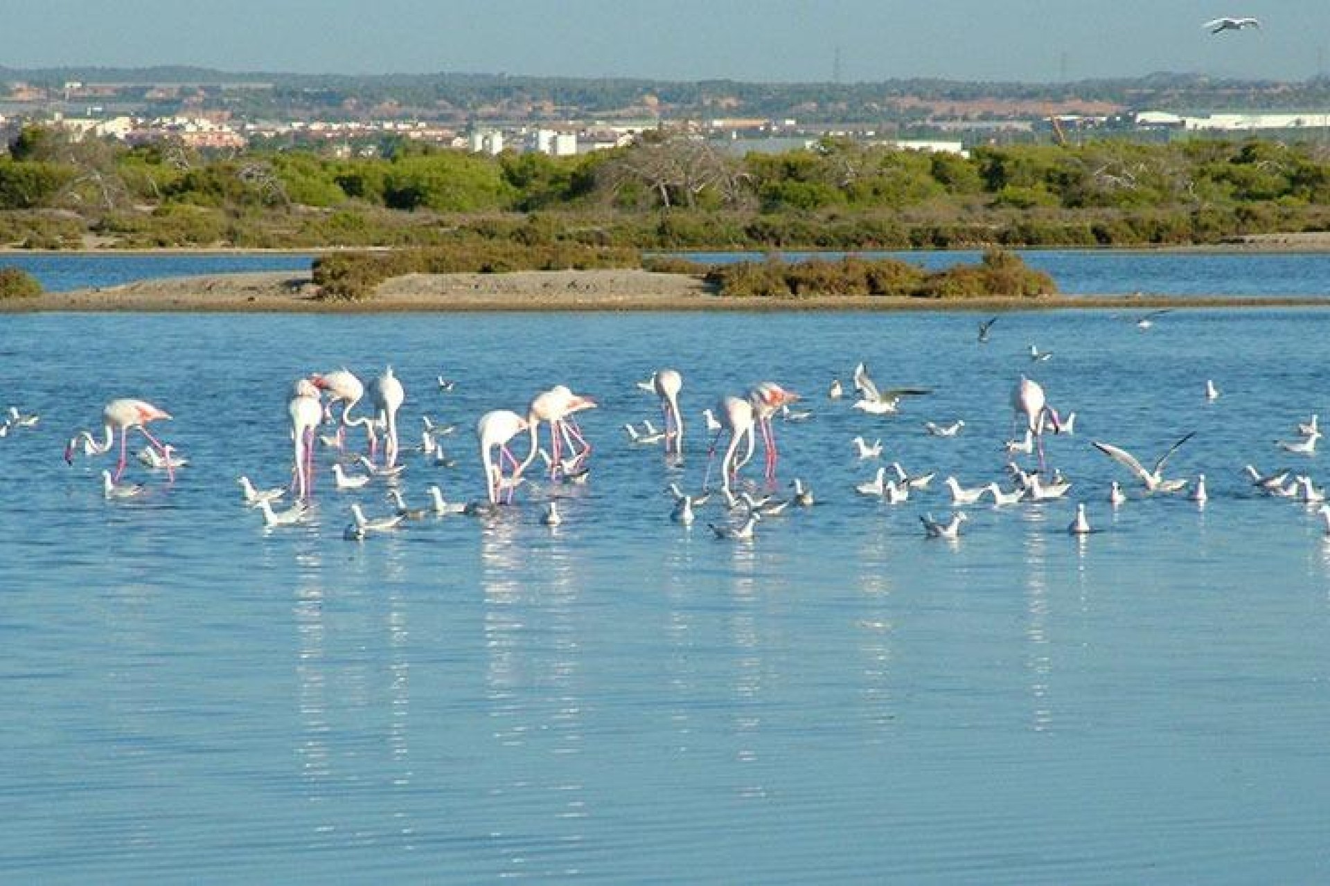 Nybyggnation - Villa - San Pedro del Pinatar - Pueblo