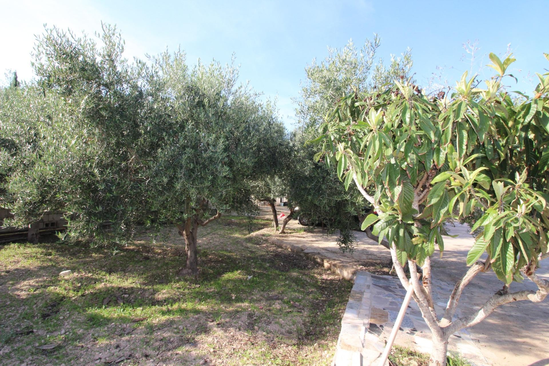 Resale - Finca - Crevillent - P.catxapets