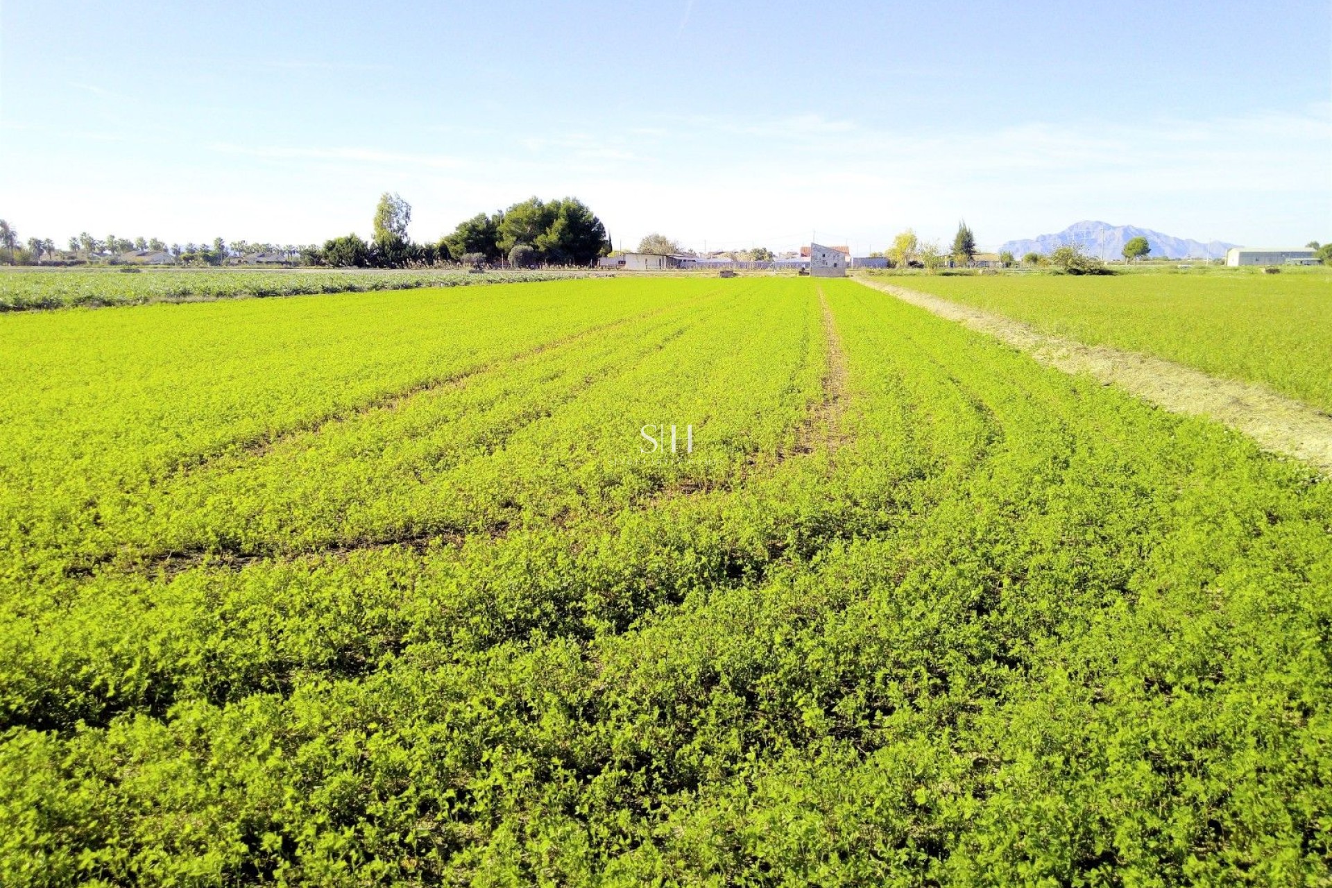 Resale - Plot - Dolores - Comunidad valenciana