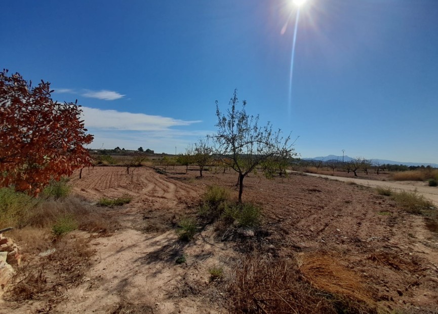 Reventa - Casa de pueblo - Pinoso - Inland