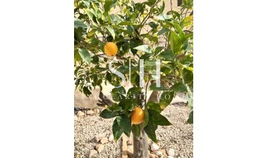 Herverkoop - Villa - Campoamor - Costa Blanca