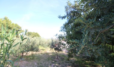 Resale - Finca - Crevillent - P.catxapets