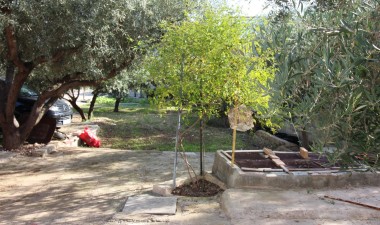 Resale - Finca - Crevillent - P.catxapets